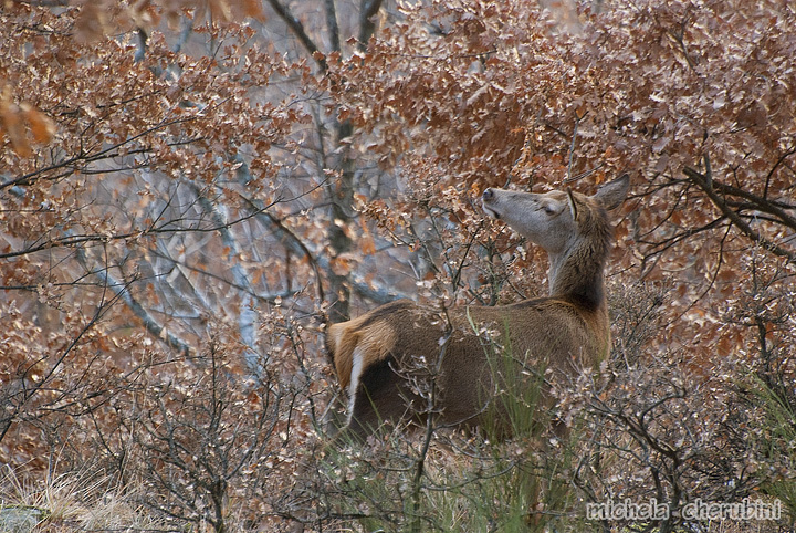 PASSIONE PER IL CERVO